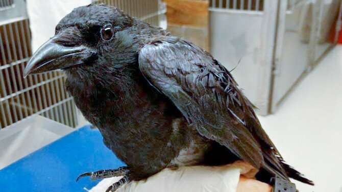 Research team documents the first crows to survive the deadly West Nile virus