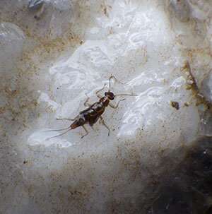 Research tfinds western glacier stoneflies in new Wyoming locations
