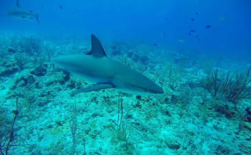 Researcher addresses knowledge gaps in shark and ray research