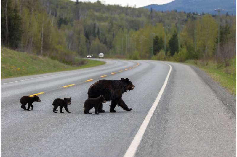 Researcher calls for wider wildlife bridges