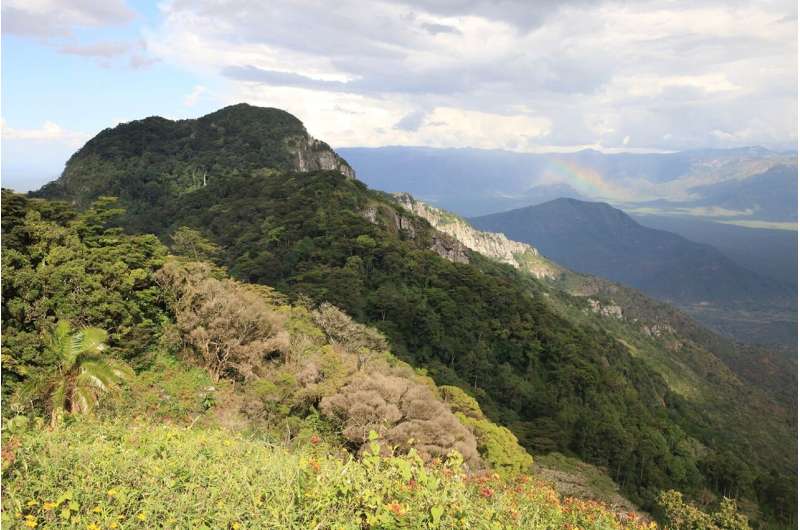 Investigador descubre nuevas especies de orquídeas en las montañas de Tanzania