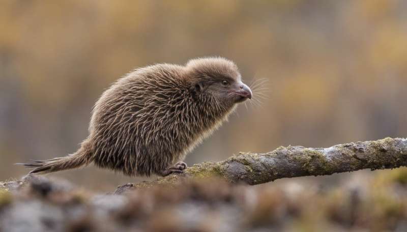 Researcher examines how two volcanic eruptions forever changed flightless brown kiwi