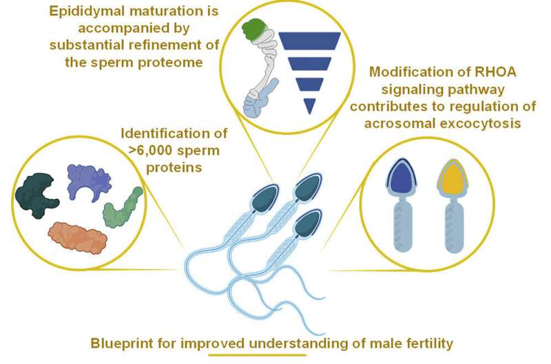 Pesquisador identifica 6.000 proteínas do esperma, potencialmente levando ao contraceptivo masculino