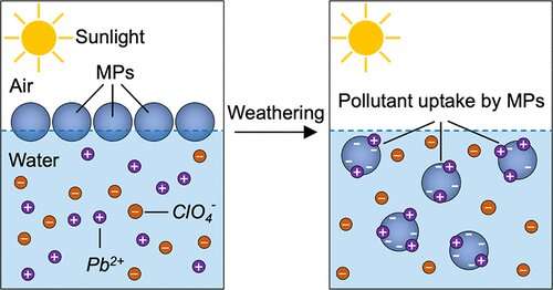Researchers address environmental weathering of microplastics, pollutant uptake