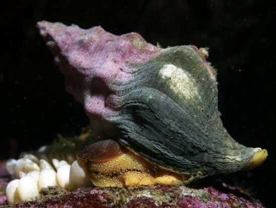 Researchers assess danger that marine heatwaves pose to young sea snails