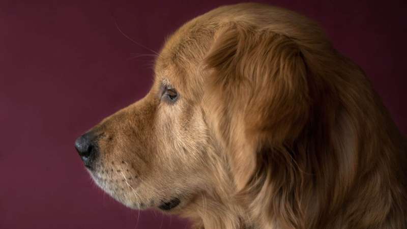 Researchers assess diagnostic criteria for canine glioma