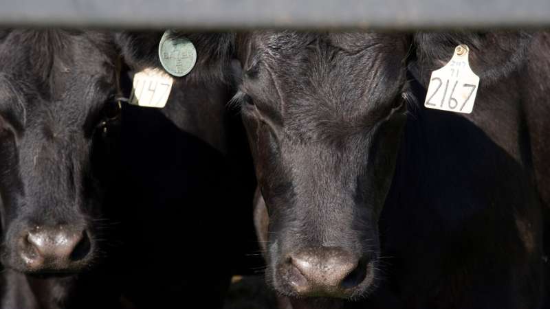 Researchers at UTIA analyze price ranges from fed cattle negotiated cash sales