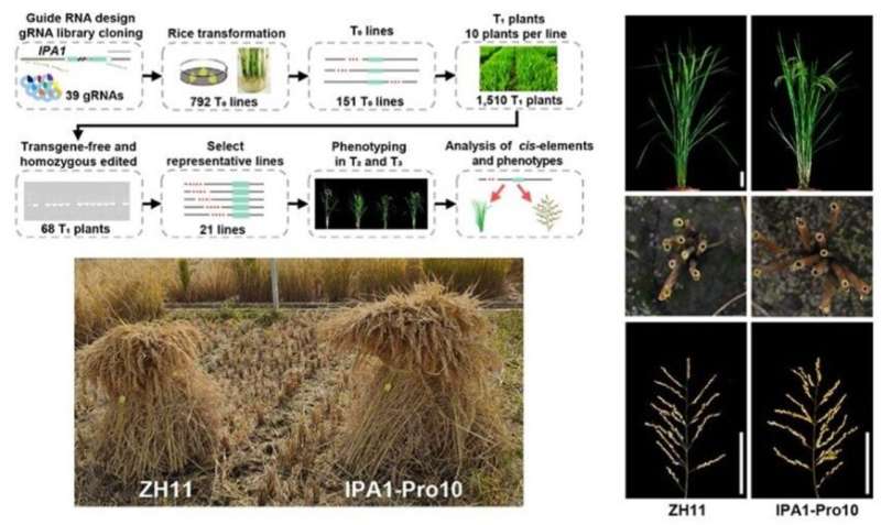 Researchers boost rice yield by overcoming trait tradeoff between panicle number and size