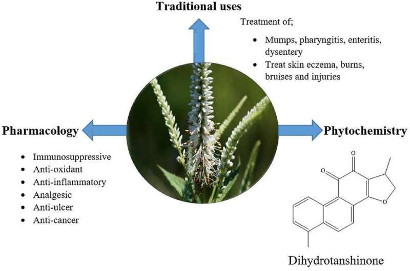Researchers compile ethnopharmacology of genus Veronicastrum