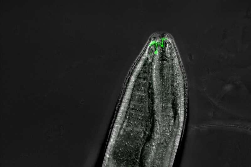Researchers crack 30-year-old mystery of odour switching in worms