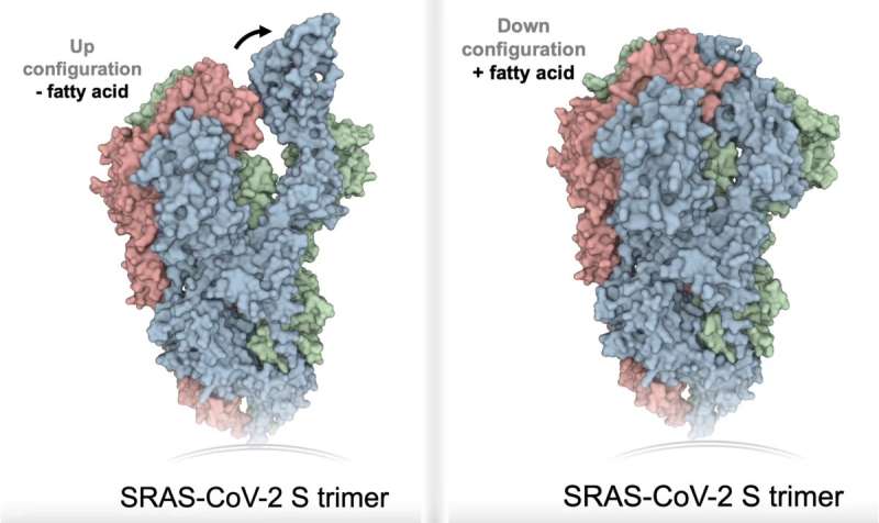 Researchers create minimalistic SARS-CoV-2 virions and discover the spike protein switching mechanism