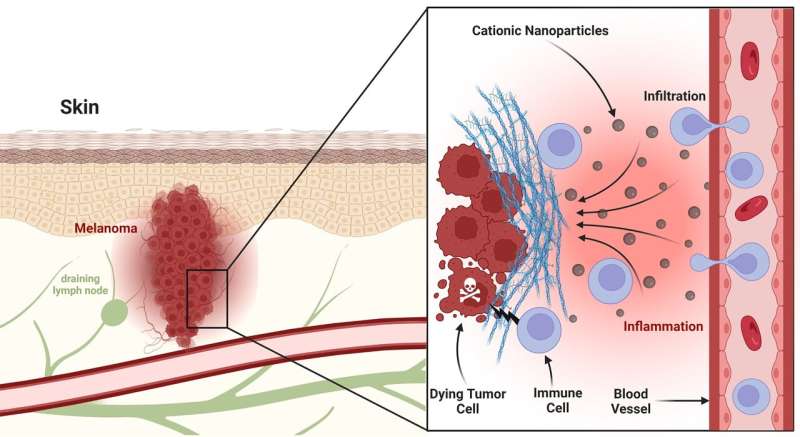 Researchers create nanoparticle-vaccine combination to target melanoma
