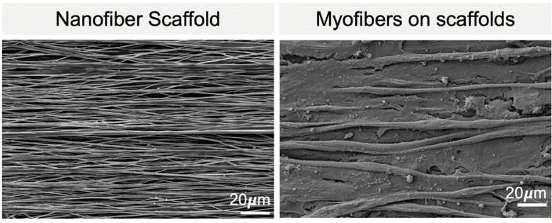 Researchers create synthetic scaffold to help grow lab muscle tissue