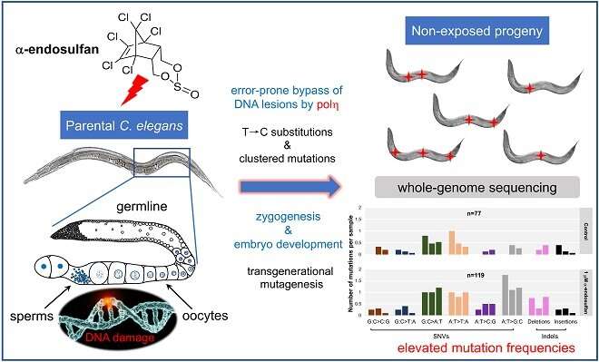 Researchers demonstrate mutagenicity of α-endosulfan in germ cells of Caenorhabditis elegans