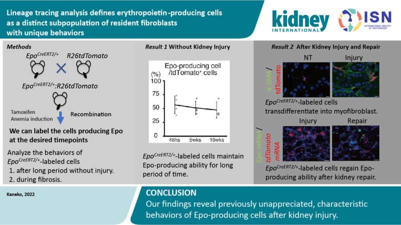 Researchers describe characteristic behaviors of erythropoietin-producing kidney cells
