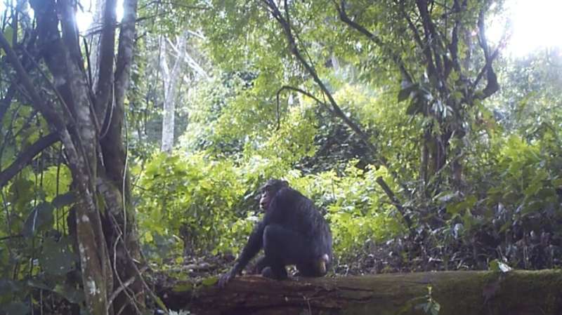 Researchers design a method to pinpoint the origin of illegally traded chimpanzees