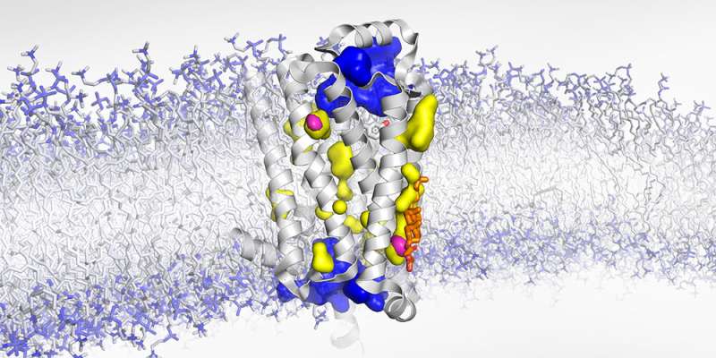 Researchers determine activation mechanism of G protein-coupled receptors