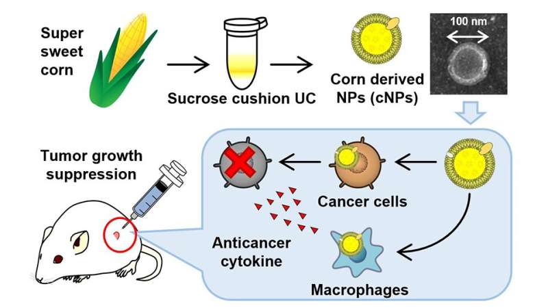 Researchers develop a nanoparticle-based drug delivery system from corn/maize to target cancer cells