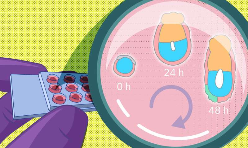 Researchers develop a new way to grow and monitor very early embryos in the laboratory