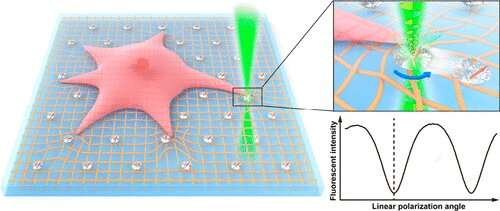 Forscher entwickeln bahnbrechende Technologie zur Messung der Rotationsbewegung von Zellen
