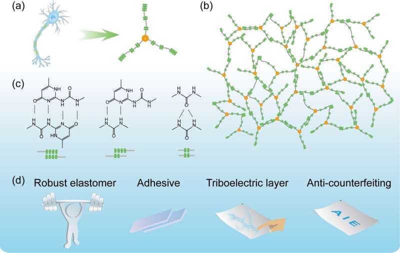 Researchers develop neuron-inspired, high-performance telechelic polymer