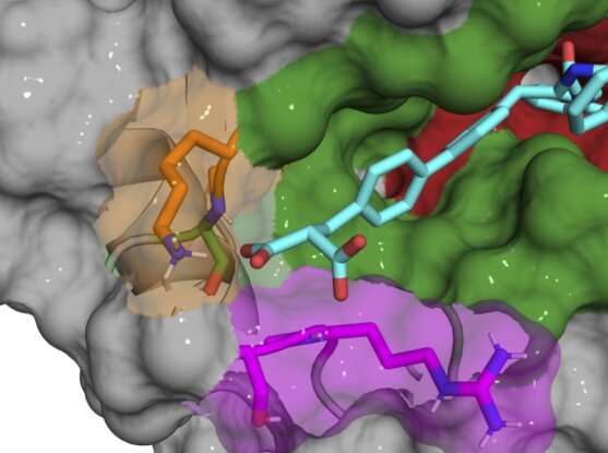 Researchers develop strategy to precisely target subtypes of key protein