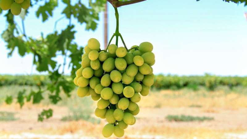 Researchers develop two new grape varieties