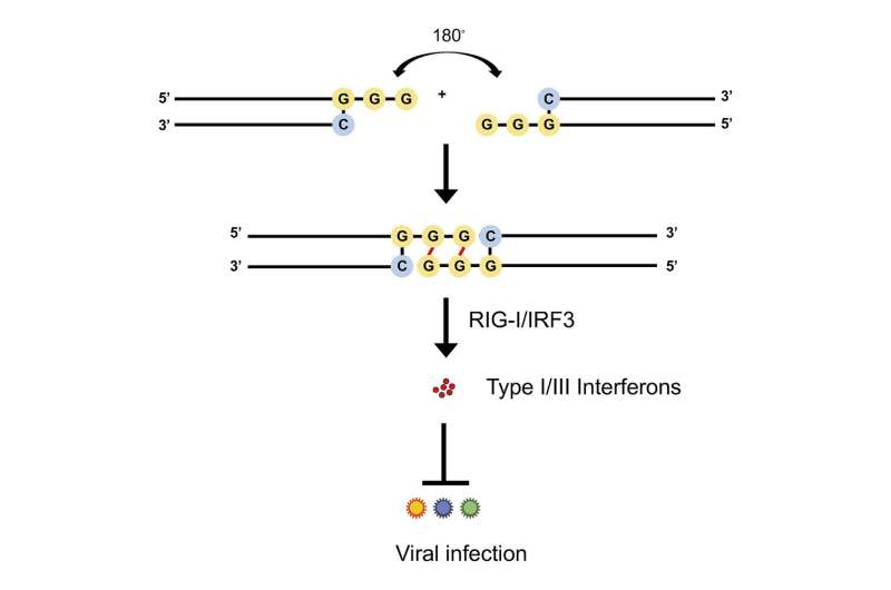 Researchers discover a new type of RNA that inhibits a broad range of viral infections