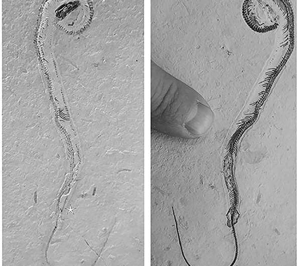 Controversial four-legged 'snake' finds different ancient animal, researchers find
