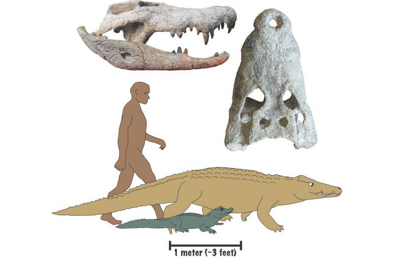 Researchers discover crocodile species that likely preyed on human ancestors