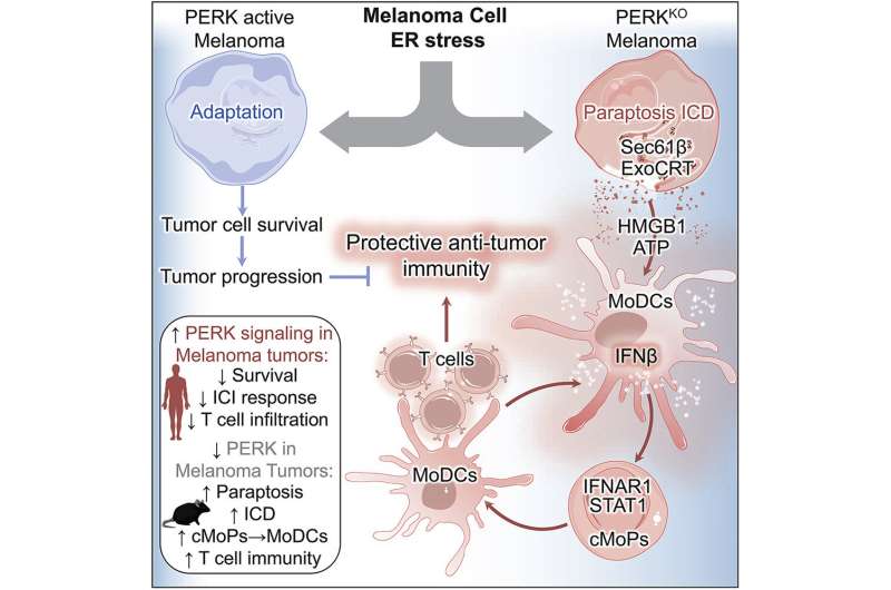 Researchers discover connection between stress-activated signaling and immune cell evasion in melanoma