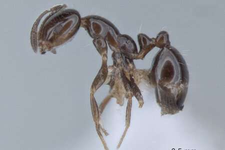 Researchers discover hundreds of new ant species in Northern Australia’s tropics