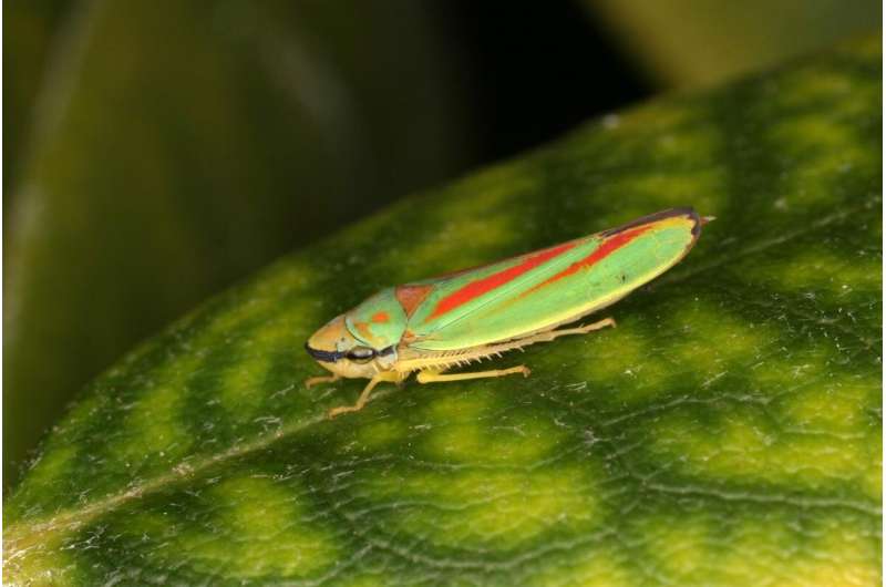 Researchers discover new sensory organ for perceiving vibrational signals in leafhoppers, spittlebugs and planthoppers
