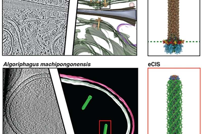 Researchers discover speargun-​like mo­lecu­lar in­jec­tion sys­tems in two types of bacteria