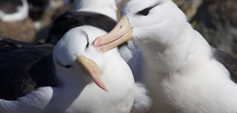 Researchers discover unexpected deep diving in albatross