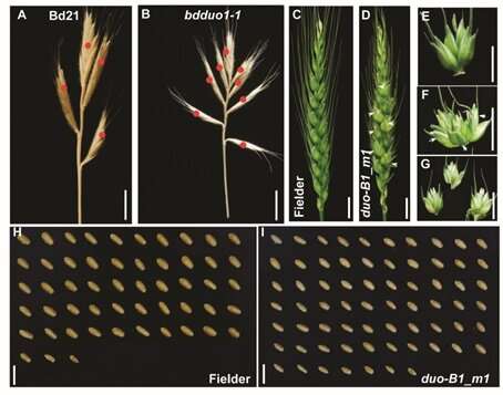 Researchers discover wheat yield-enhancing gene