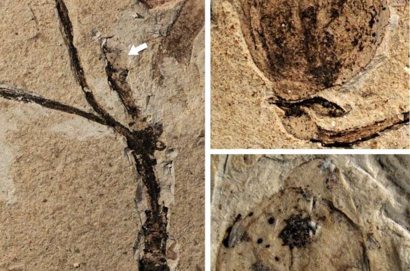 Researchers discover world's earliest fossil record of flower buds