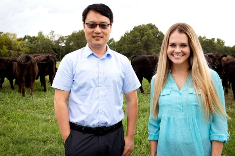 Researchers employ microorganisms to counter major disease affecting beef industry