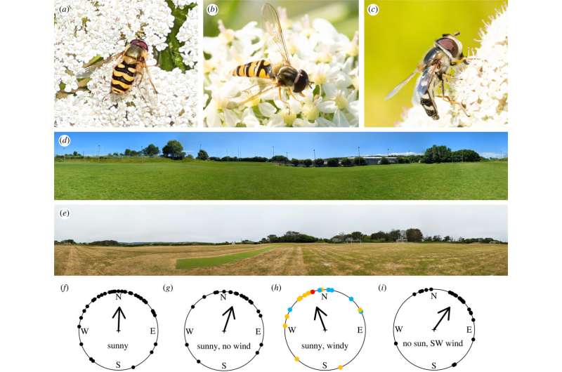 Researchers find first evidence that hoverflies migrate north in spring