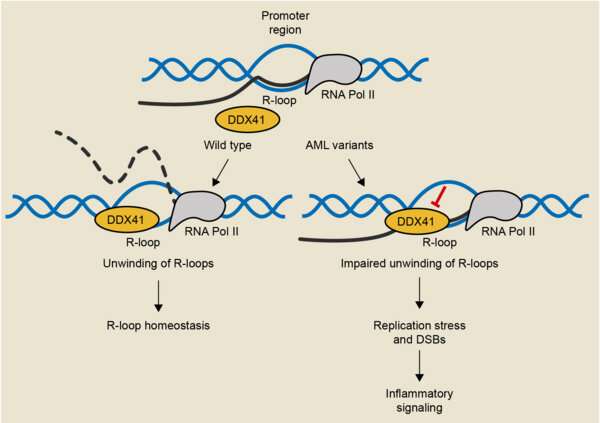 Researchers find link between excessive R-loop levels and DNA damage to be a potential cause of disease