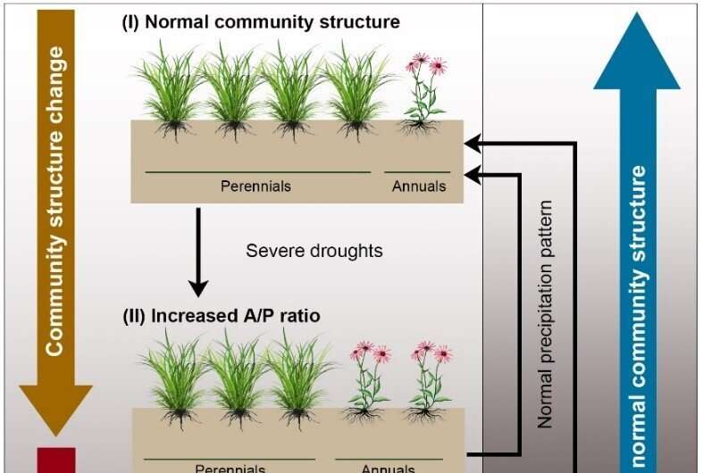 Researchers find positive legacy effects after grassland droughts