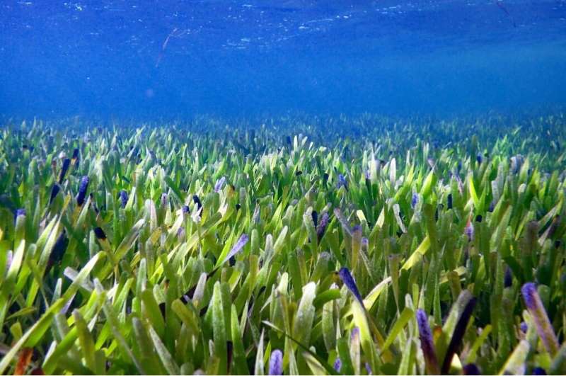 Researchers find that the seagrass field is a single, huge clonal plant