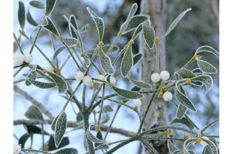 Researchers gain insights into the genome of European mistletoe