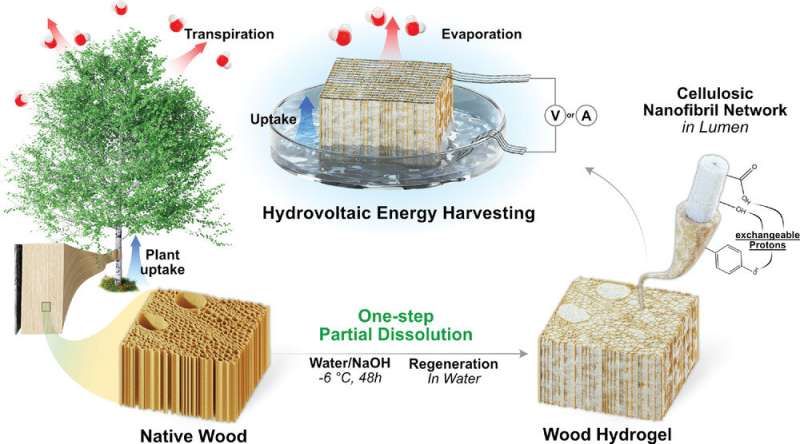 Researchers harvest electricity from wood soaking in water