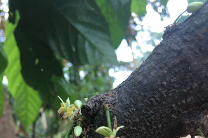 Investigadores identifican combinación de factores para rendimiento de cacao orgánico
