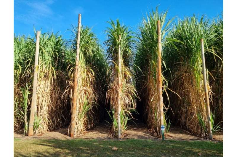 Researchers identify genes potentially responsible for sugarcane's resistance to pests, cold and drought