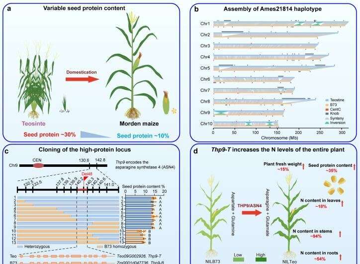 Researchers identify genetic mechanisms for protein decline in modern maize