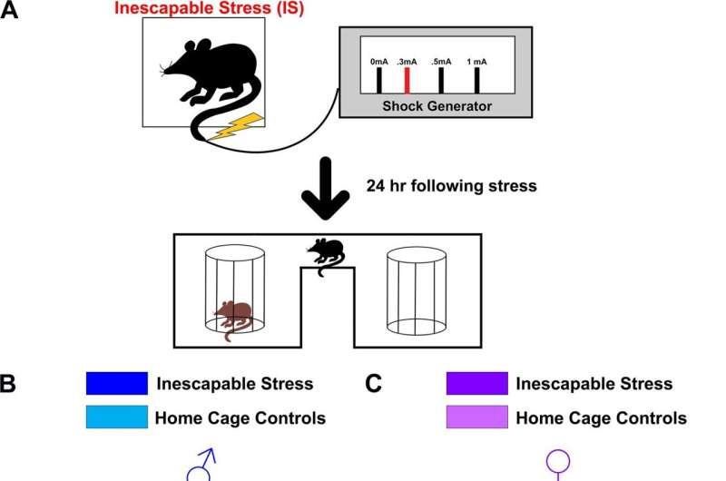 Researchers identify key brain cells in mice underlying stress-related behaviors