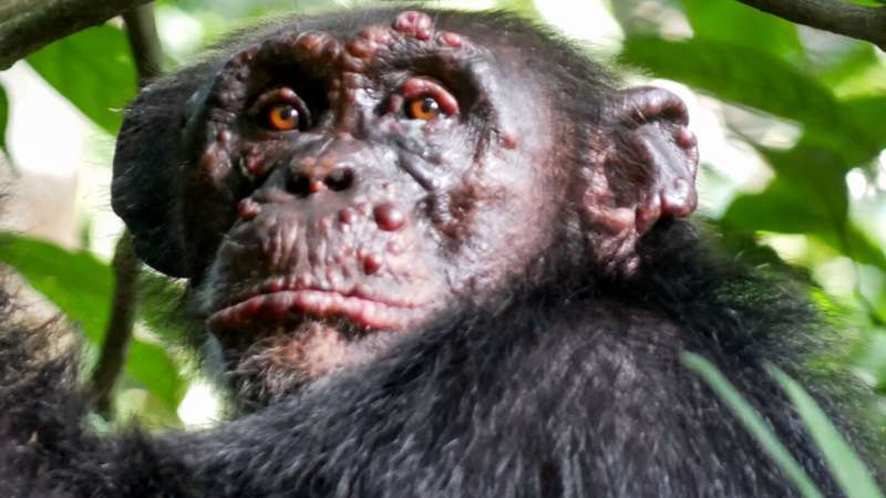 Tyrėjai nustato raupsus laukinėse šimpanzėse
