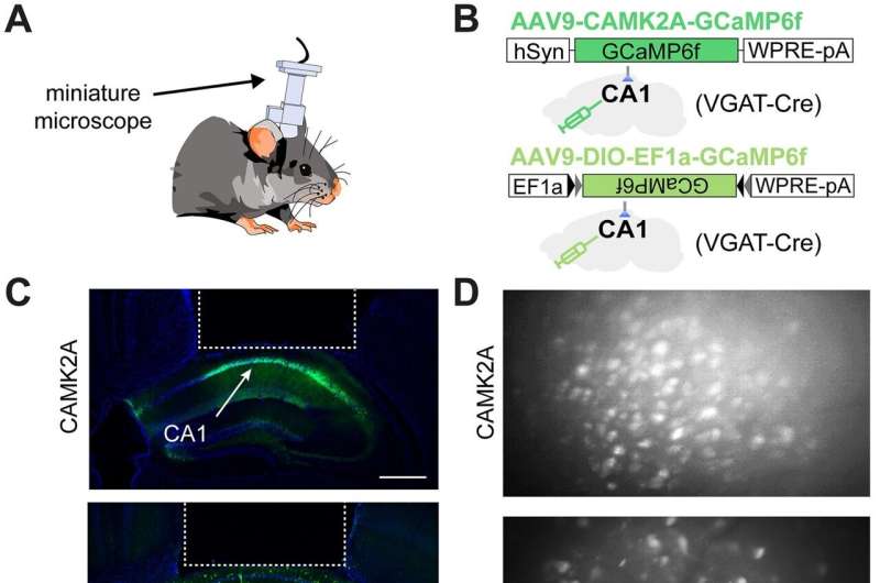 Researchers identify neurons that specialize in remembering speed and location